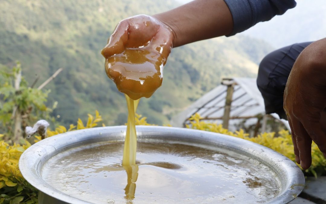 Mad Honey (Grayanotoxin Honey): The World’s Most Dangerous (and Medicinal) Honey