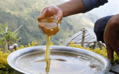Mad Honey (Grayanotoxin Honey): The World’s Most Dangerous (and Medicinal) Honey