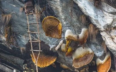 Himalayan Zems: Premium Nepalese Mad Honey & Himalayan Wellness Products (2025)