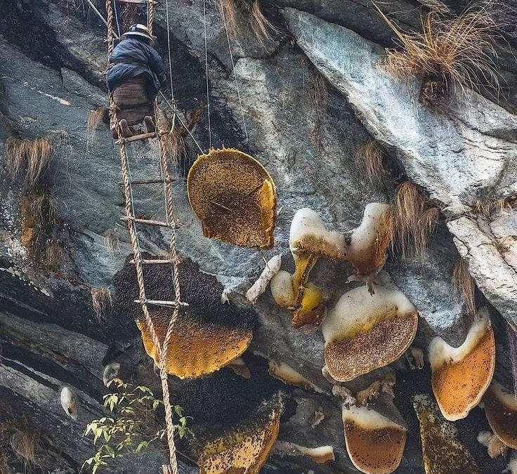 Himalayan Zems: Premium Nepalese Mad Honey & Himalayan Wellness Products (2025)