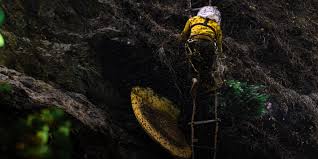 Cliff Honey: The Rare and Dangerous Honey Harvested from Himalayan Cliffs