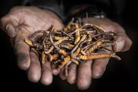 Yarshagumba (Cordyceps sinensis): The Himalayan Gold with Medicinal Powers