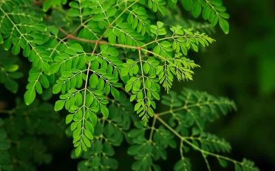 The Amazing Benefits of Moringa: Nature’s Superfood for Health & Wellness