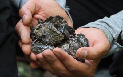 Silajit (Shilajit): The Himalayan Miracle Resin Backed by Modern Science