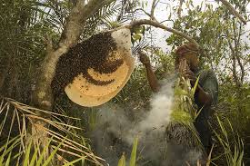 The Ultimate Guide to Pure Himalayan Forest Honey: Benefits, Uses & Buying Tips