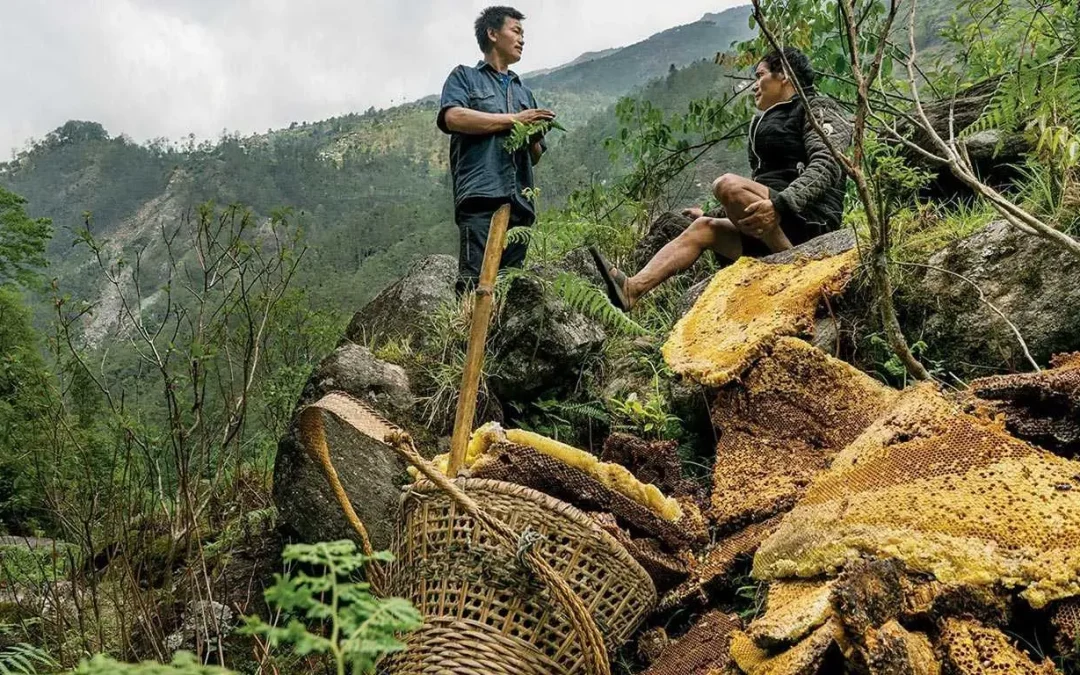 What Is Mad Honey? Nepal’s Rare & Potent Nectar with a Wild Side