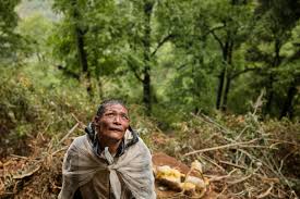 “Wild Himalayan Forest Honey: Nature’s Antibiotic Superfood”