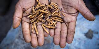 “Yarsagumba: The $50,000/kg ‘Himalayan Viagra’ That Fuels a Black Market”