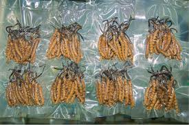 What Is Yarsha Gumba? The Himalayan “Viagra” with Medicinal Powers