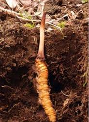 The Ultimate Guide to Yarshagumba (Cordyceps Sinensis): Benefits, Uses & Buying Tips