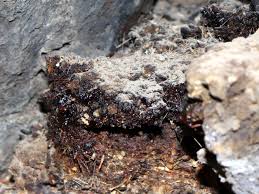 Himalayan Shilajit Pure Resin: The Science-Backed Health Benefits