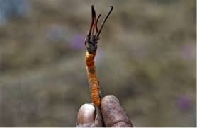 “Yarsagumba (Himalayan Cordyceps): The Ultimate Energy & Stamina Booster”