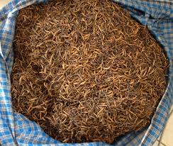 Yarsagumba: The $20,000/kg “Himalayan Viagra” – Science & Ethics of Caterpillar Fungus