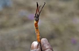 What Is Yarsha Gumba (Cordyceps sinensis)? The Himalayan “Winter-Worm, Summer-Grass” Miracle