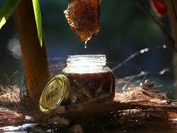What is Forest Honey? Nature’s Wild Elixir for Health & Wellness