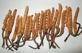 What Is Yarsagumba? The Himalayan “Viagra” Worth More Than Gold